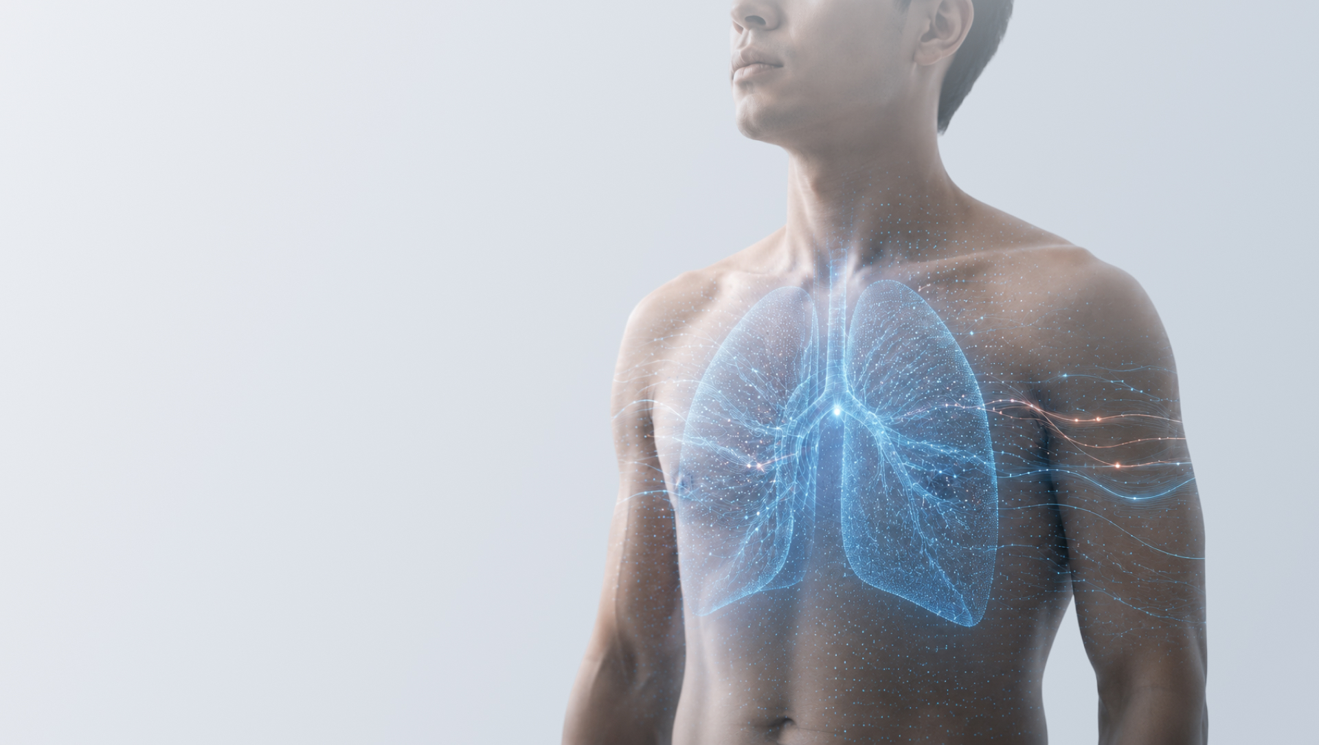 Human torso with a highlighted respiratory system — TBVibrome® vibroacoustic tuberculosis screening concept